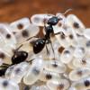 Karınca Yumurtası Yağı Kıllara Azaltmaya iyi gelir mi?